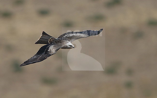 Black Kite, Milvus migrans, juvnile migrating at Tarifa, Spain stock-image by Agami/Helge Sorensen,