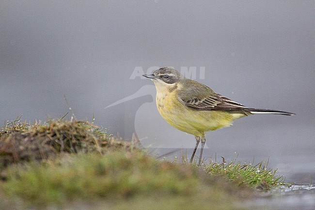 Female Grey-headed Wagtail (Motacilla thunbergi) standing on the shore of a small lake in Finland. stock-image by Agami/Arto Juvonen,