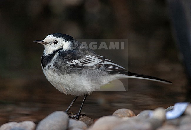 Male Pied Wagtail (Motacilla yarrellii) in winter plumage standing in England. stock-image by Agami/Rafael Armada,