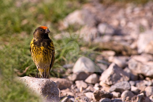 Roodvoorhoofdkanarie, Red-fronted Serin, Serinus pusillus stock-image by Agami/Hans Germeraad,