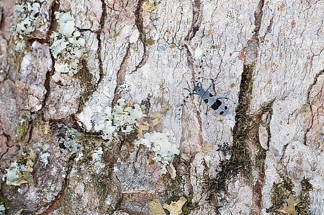 female Alpenboktor, Rosalia longicorn (Rosalia alpina) on a Sycamore tree stock-image by Agami/Mathias Putze,