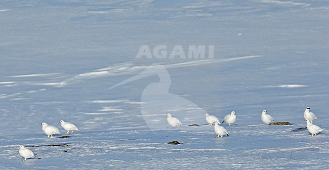 Alpensneeuwhoen, Rock Ptarmigan, lagopus muta stock-image by Agami/Markus Varesvuo,