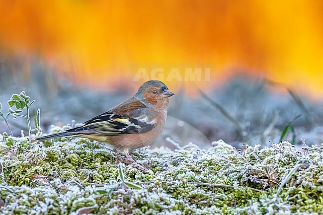 Male Common Chaffinch, Fringilla coelebs, in Italy. stock-image by Agami/Daniele Occhiato,