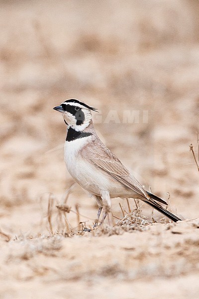 Adult Temminck's Lark (Eremophila bilopha) in the southern negev, Israel, stock-image by Agami/Marc Guyt,