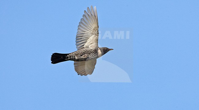 Ring Ouzel man flying; Beflijster man vliegend stock-image by Agami/Marc Guyt,