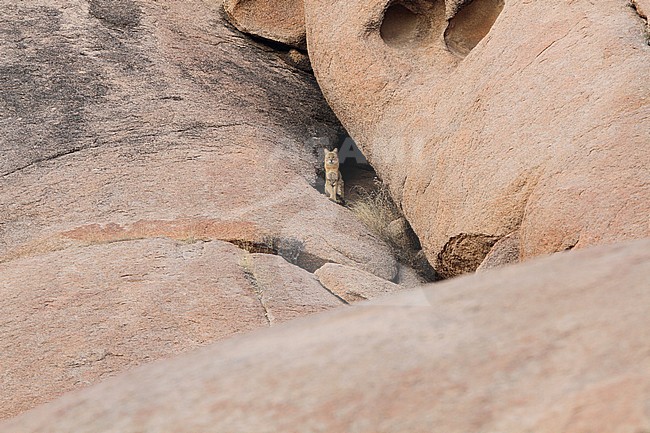 Jungle Cat (Felis chaus) perched between rocks stock-image by Agami/James Eaton,
