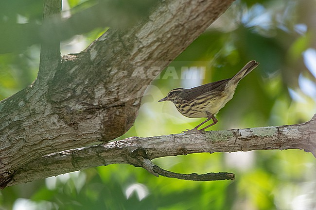 Northern Waterthrush (Parkesia noveboracensis) walking on a branch at Key West, Florida, USA stock-image by Agami/Helge Sorensen,