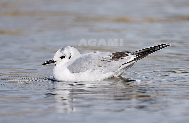 Winter plumaged Bonaparte's Gull (Chroicocephalus philadelphia) swimming on a lake. stock-image by Agami/Michael McKee,