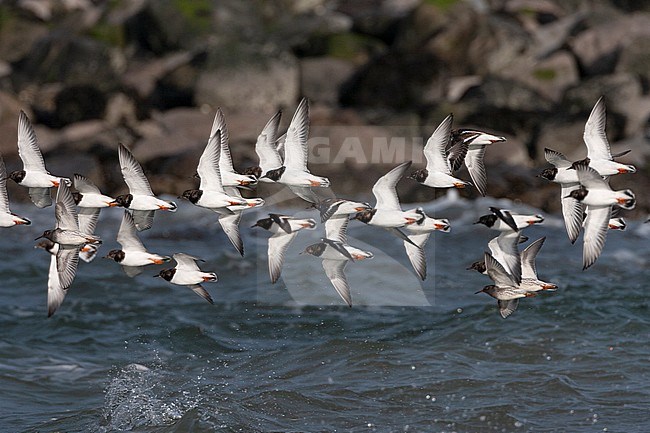Wintering flock of Ruddy Turnstones (Arenaria interpres) in flight at the Brouwersdam, with three Purple Sandpipers, along the coast in the Netherlands. stock-image by Agami/Marc Guyt,