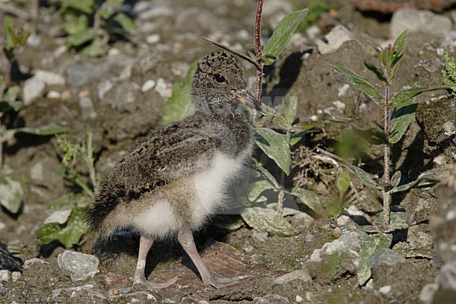 Jong van de Scholekster; Eurasian Oystercatcher chick stock-image by Agami/Reint Jakob Schut,