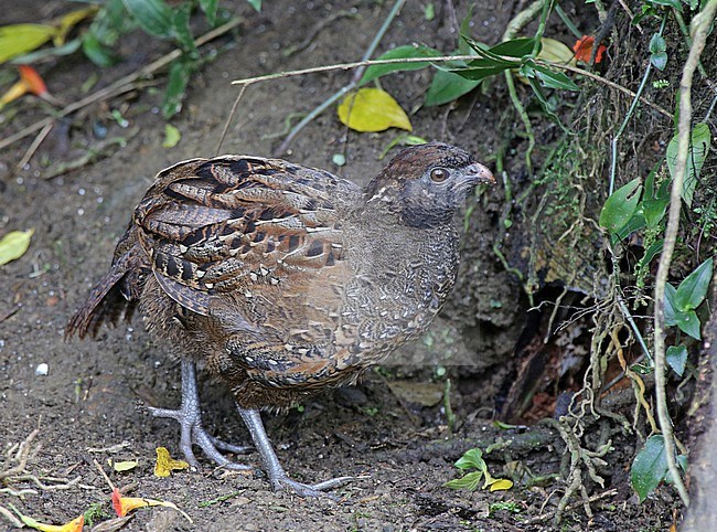 Black-fronted Wood Quail (Odontophorus atrifrons atrifrons) at ProAves El Dorado Reserve, Santa Marta Sierra Nevada, Magdalena, Colombia. IUCN Status Vulnerable. stock-image by Agami/Tom Friedel,