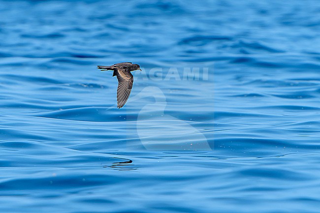 Black Storm Petrel, Hydrobates melania, in flight off the coast of Mexico. stock-image by Agami/Dani Lopez-Velasco,