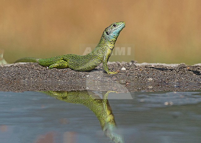 Male Western Green Lizard, Mannetje Westelijke smaragdhagedis stock-image by Agami/Alain Ghignone,