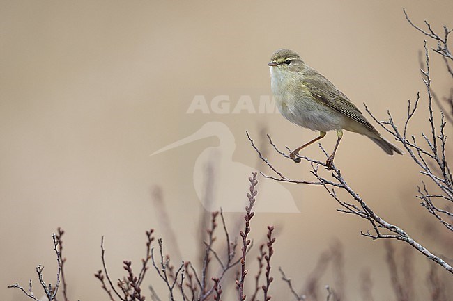 Willow Warbler - Fitis - Phylloscopus trochilus ssp. trochilus, Germany (Schleswig-Holstein), adult stock-image by Agami/Ralph Martin,