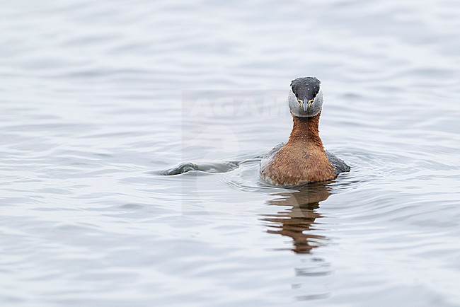 swimming adult red-necked grebe (Podiceps grisegena) in breeding plumage at the german Baltic Sea stock-image by Agami/Mathias Putze,