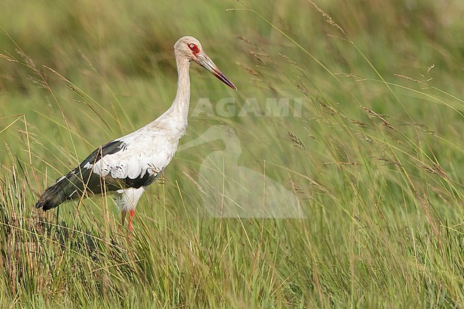 Maguari Stork (Ciconia maguari) feeding in grassland  in Ibera marshes, Argentina stock-image by Agami/Dubi Shapiro,