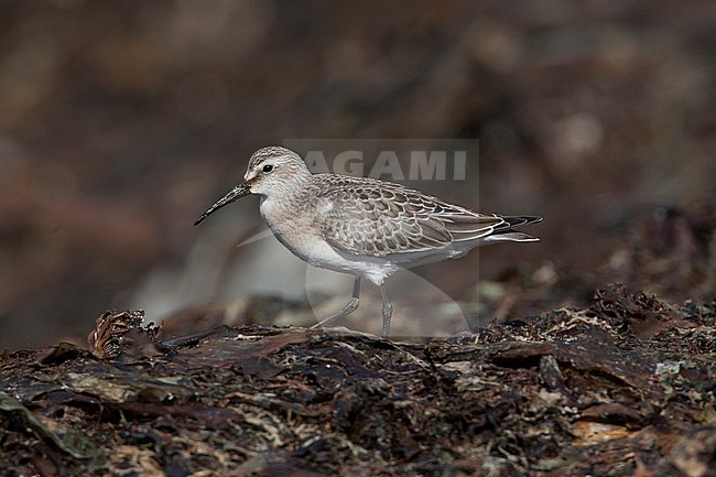 Krombekstrandloper onvolwassen, Curlew Sandpiper immature stock-image by Agami/Hugh Harrop,