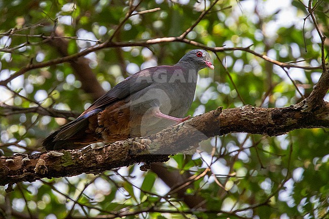 Grey-fronted quail-dove, Geotrygon caniceps, in Cuba. Perched in a tree. stock-image by Agami/David Monticelli,