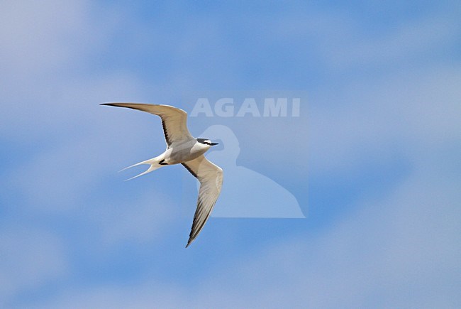 Aleoetenstern in vlucht, Aleutian Tern in flight stock-image by Agami/Pete Morris,