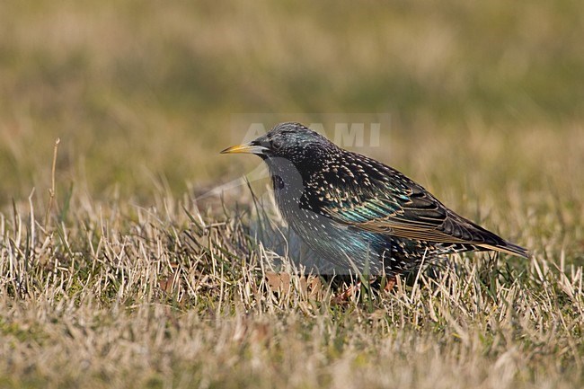 Volwassen Spreeuw in zit; Adult Common Starling perched stock-image by Agami/Daniele Occhiato,