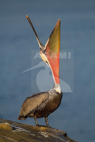 Adult breeding Brown Pelican (Pelecanus occidentalis) in San Diego County, California, USA, during winter. stock-image by Agami/Brian E Small,