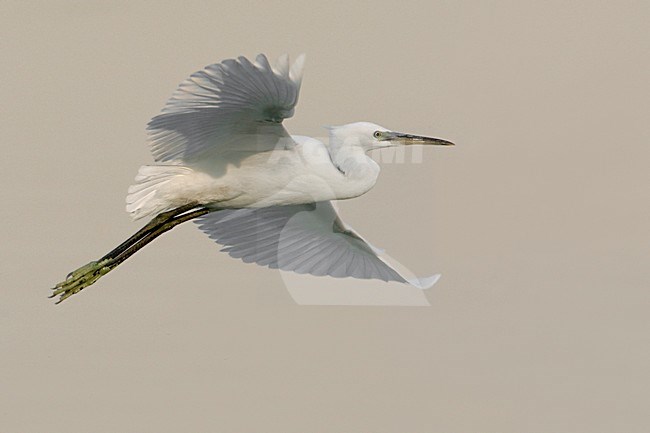 Kleine Zilverreiger in de vlucht; Little Egret in flight stock-image by Agami/Daniele Occhiato,