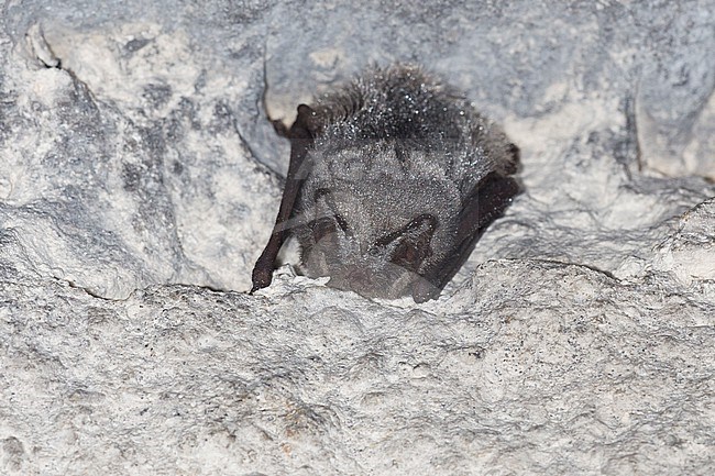 Barbastelle in hibernation stock-image by Agami/Theo Douma,