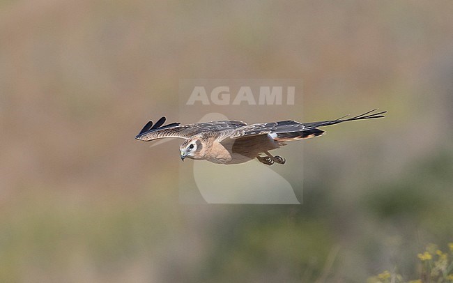 Juvenile female Montagu's Harrier (Circus pygargus) in flight, photo above. Spain stock-image by Agami/Markku Rantala,