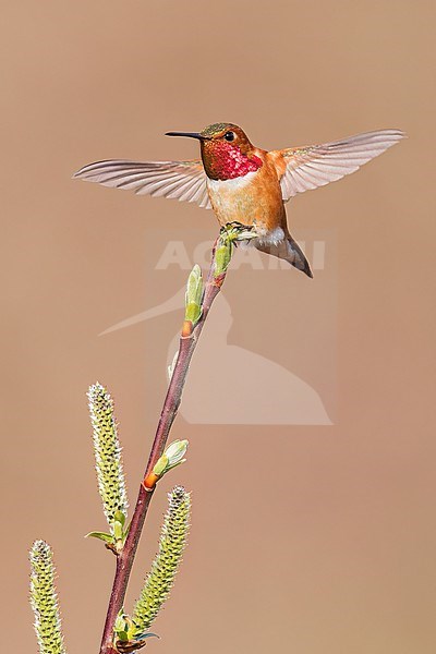 Rufous Hummingbird (Selasphorus rufus) perched on a branch in Victoria, BC, Canada. stock-image by Agami/Glenn Bartley,
