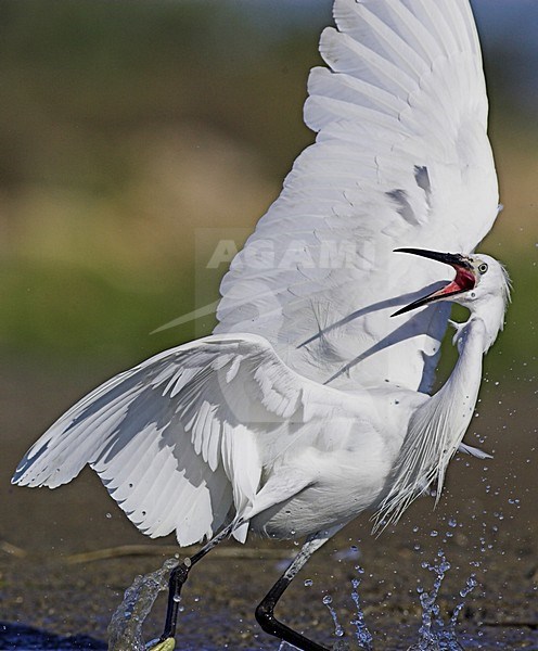 Vechtende Kleine Zilverreiger; Fighting Little Egret stock-image by Agami/Menno van Duijn,
