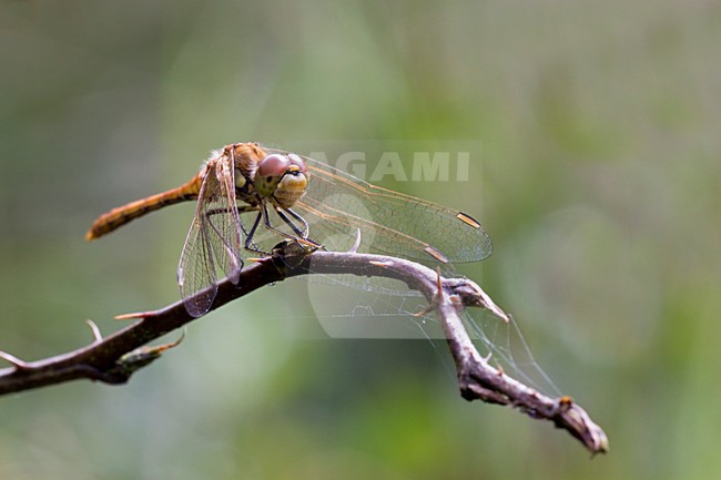Steenrode heidelibel; Vagrant Darter stock-image by Agami/Theo Douma,