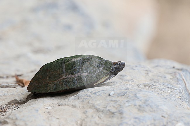 Asian Leaf Turtle (Cyclemys dentata) lying on a rock in Myanmar. stock-image by Agami/James Eaton,
