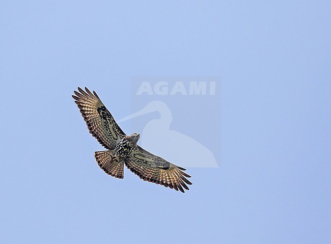 Flying Mountain buzzard (Buteo oreophilus) in Tanzania. stock-image by Agami/Pete Morris,