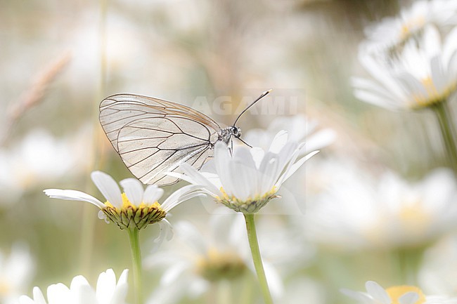 Black-veined White, Groot Geaderd Witje, Aporia crataegi stock-image by Agami/Wil Leurs,