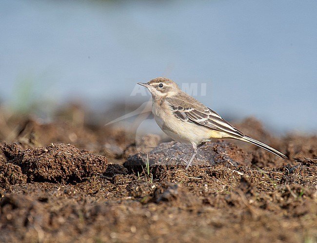 Immature Grey-headed Wagtail (Motacilla thunbergi) standing on the ground in northern Finland. stock-image by Agami/Jari Peltomäki,
