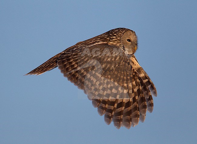 Ural Owl (Strix uralensis) in flight in Finland. Side view, showing upper wing pattern. stock-image by Agami/Arto Juvonen,
