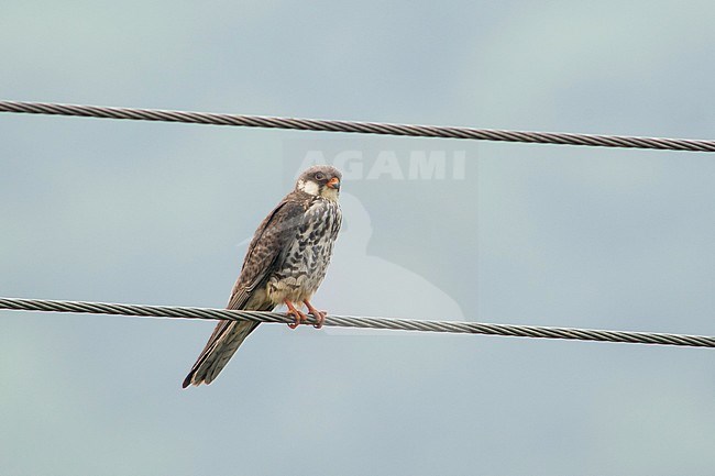 Second calendar year Amur Falcon (Falco amurensis) in China. Perched on electricity wire in a rural area. stock-image by Agami/Pete Morris,