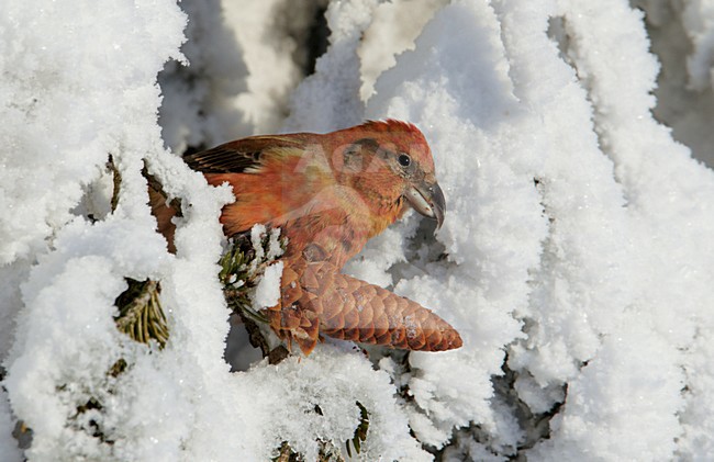 Mannetje Kruisbek met sparrekegel in de winter;  Male Red Crossbill with spruce cone in winter stock-image by Agami/Markus Varesvuo,