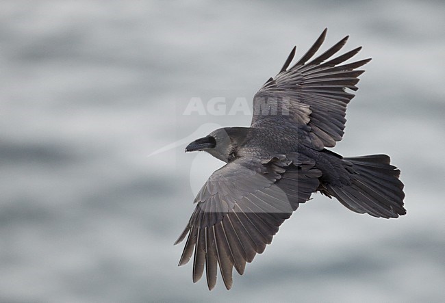 Raaf in vlucht, Common Raven in flight stock-image by Agami/Markus Varesvuo,