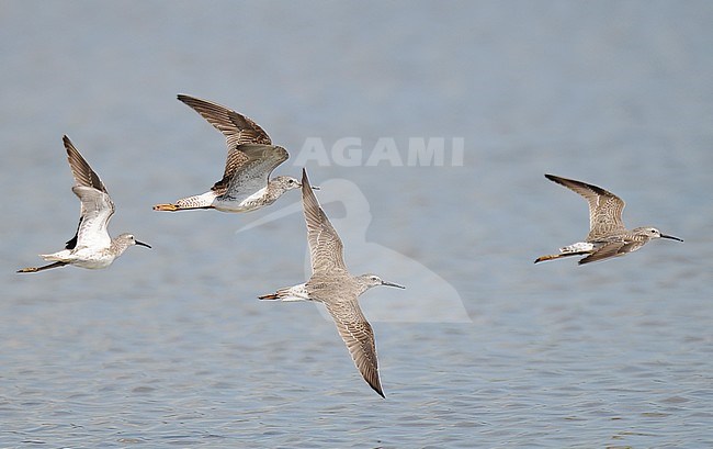 Flying flock of four adult non-breeding Stilt Sandpipers (Calidris himantopus) against pale blue water. During autumn migration in Puerto Rico. stock-image by Agami/Kari Eischer,