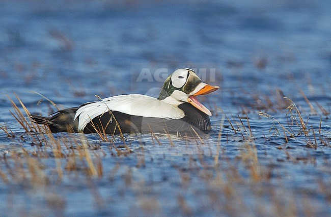 Adult male breeding
Barrow, AK
June 2010 stock-image by Agami/Brian E Small,