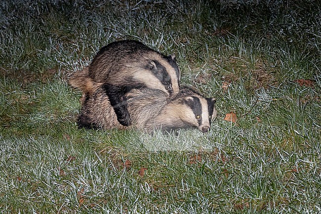 Couple of European Badger (Meles meles) mating at night in Yvoir, Namur, Belgium. stock-image by Agami/Vincent Legrand,