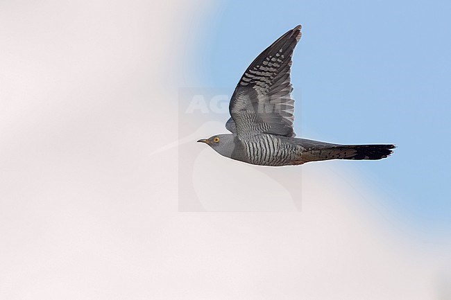 Common cuckoo (Cuculus canorus), adult in flight, Oulu, Northern Ostrobothnia, Finland stock-image by Agami/Saverio Gatto,