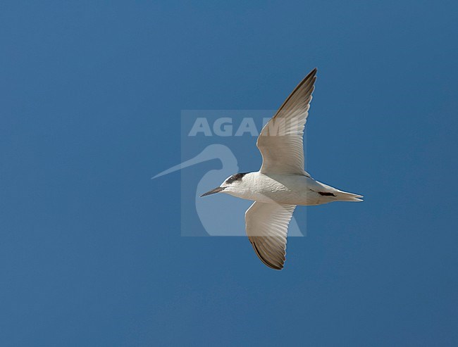 Immature Little Tern (Sternula albifrons) in flight in southern Spain during against a beautiful autumn blue sky. stock-image by Agami/Marc Guyt,