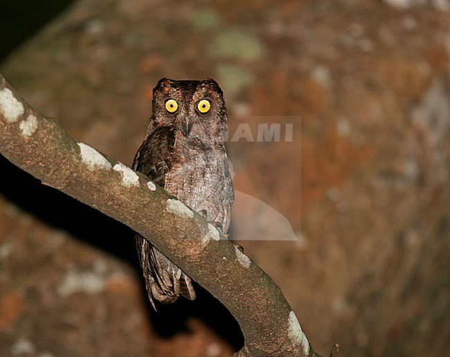 Ryukyudwergooruil zittend in een boom, Elegant Scops-Owl perched in a tree stock-image by Agami/Pete Morris,