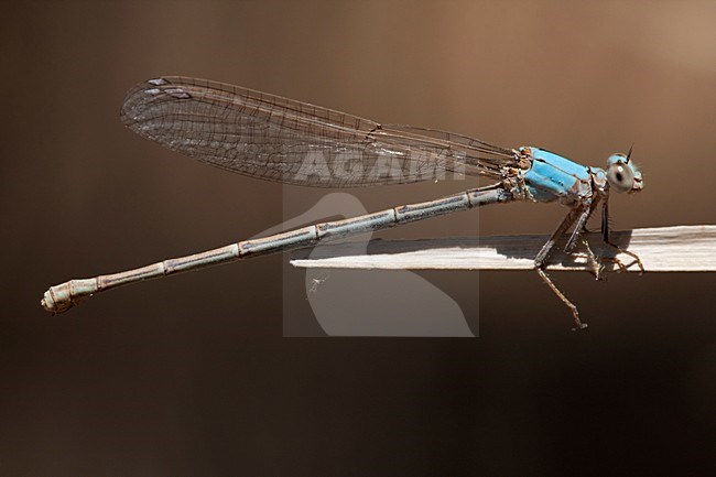 Vrouwtje Argia moesta, Female Powdered Dancer stock-image by Agami/Wil Leurs,