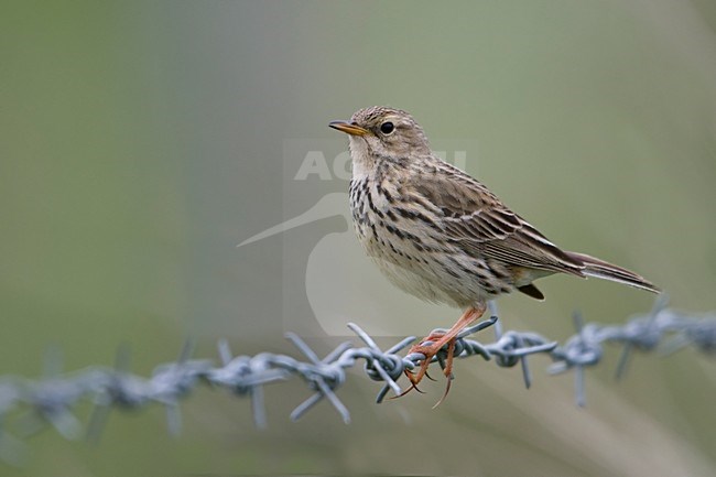 Graspieper op prikkeldraad; Meadow Pipit perched on barbed wire stock-image by Agami/Han Bouwmeester,