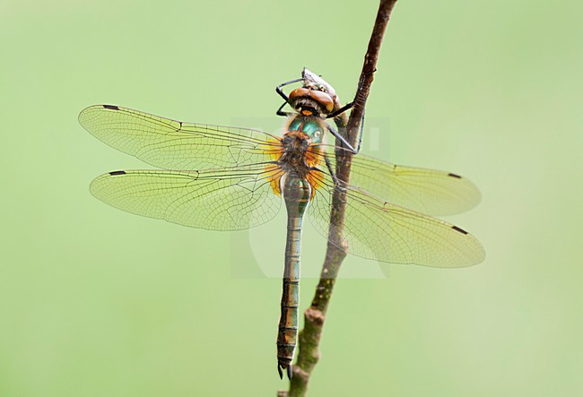 Smaragdlibel, Downy Emerald stock-image by Agami/Theo Douma,