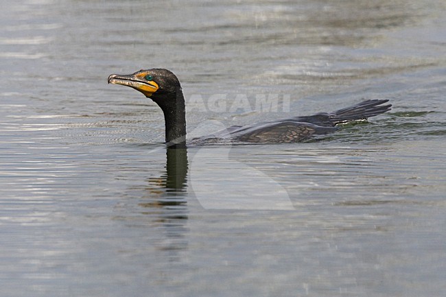 Geoorde Aalscholver zwemmend Californie USA, Double-crested Cormorant swimming California stock-image by Agami/Wil Leurs,