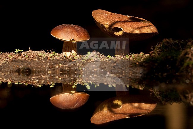Eekhoorntjesbrood; Porcini stock-image by Agami/Han Bouwmeester,
